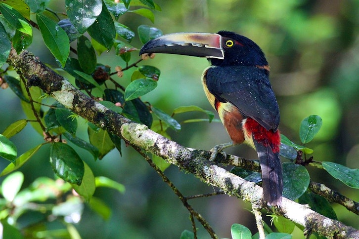 Best of Panama - Canal, Cloud Forest & Beach