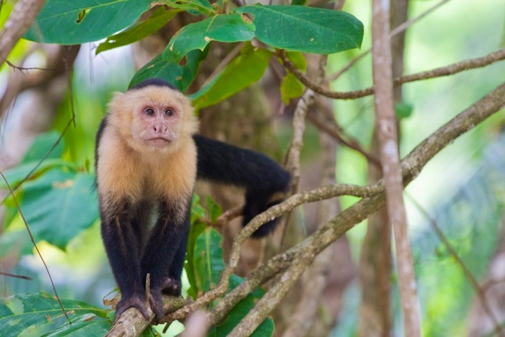 White-faced Capuchin monkey