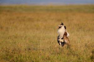 Birding and Wildlife in Kenya's Great Rift Valley image 1