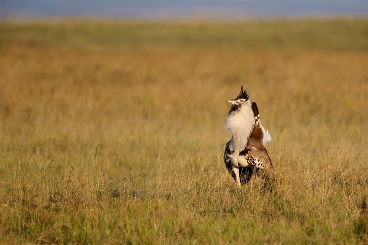 Birding and Wildlife in Kenya's Great Rift Valley