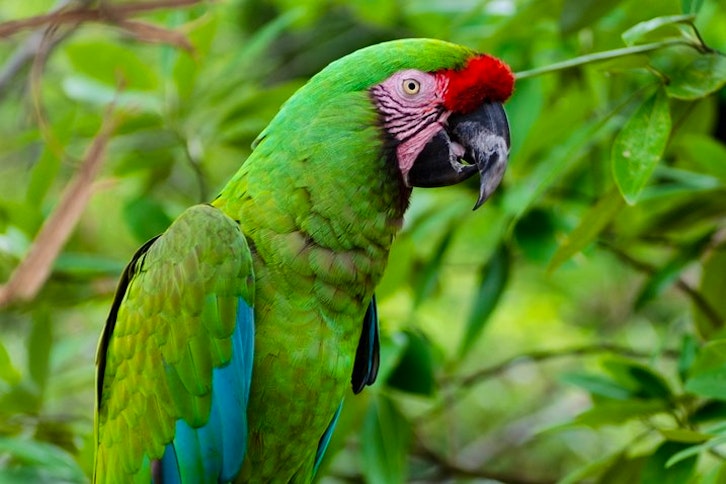 Birdwatching in Costa Rica