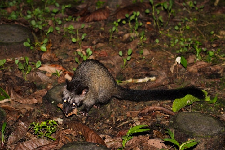 Borneo Wildlife Bonanza