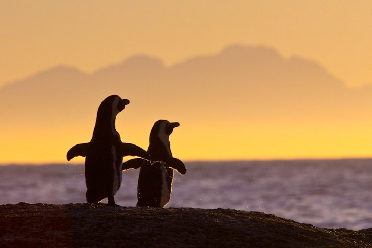 Penguins At Boulders Beach