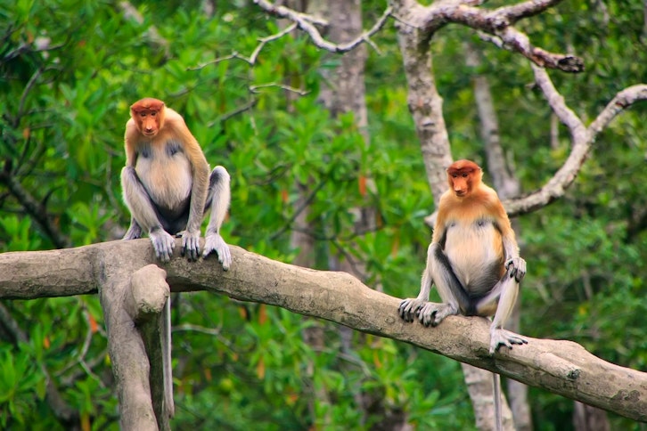 Diverse Borneo - Wildlife, Landscapes & Coast