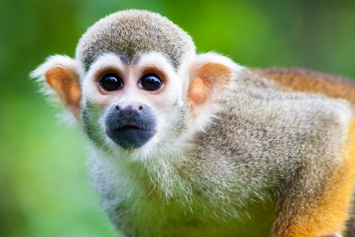 Squirrel monkey