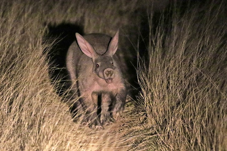 Enigmatic Wildlife Small Group Tour - South Africa