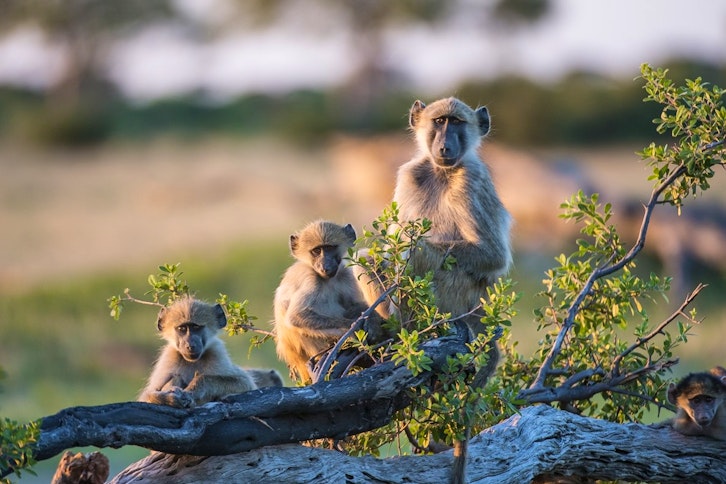 Hwange National Park