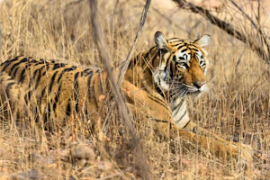 Experience the Jungle Book image 1