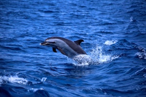 Express St Helena image 1