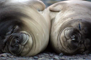 Falklands Wildlife Tour image 1