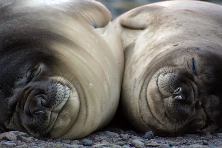 Falklands Wildlife Tour