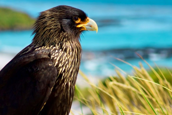 Striated Caracara