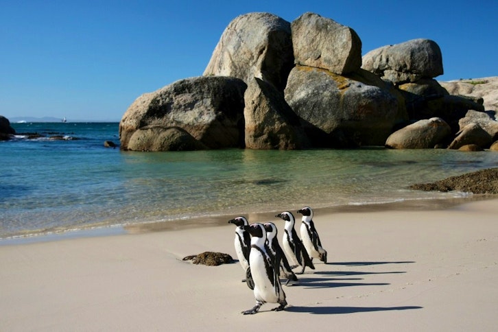 Boulders Beach, Cape Peninsula