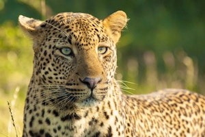 Garden Route & Kruger - Self Drive