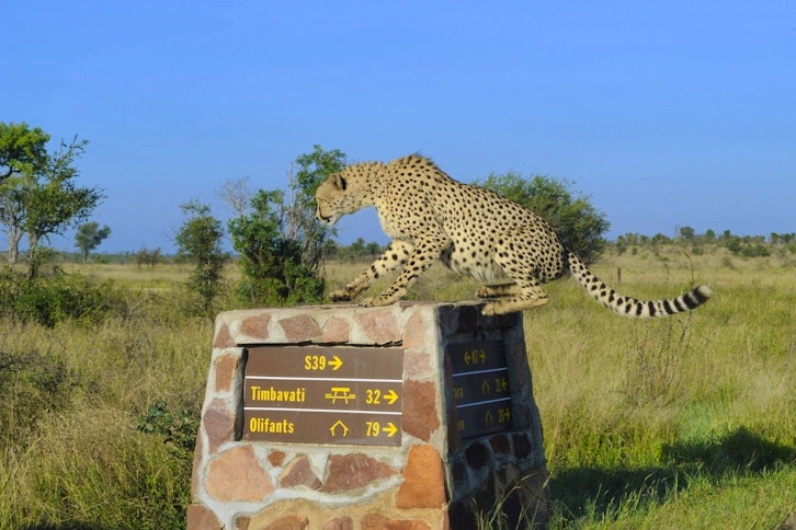 Cheetah, Timbavati region