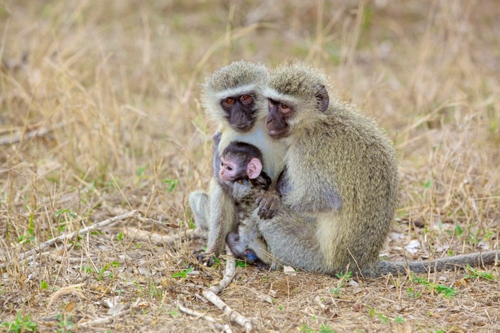 Ververt monkeys, Kruger National Park