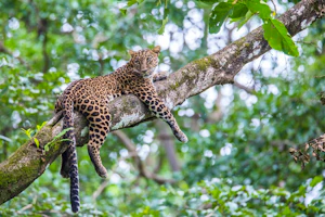 India Wildlife Experience: Pench & Satpura image 1