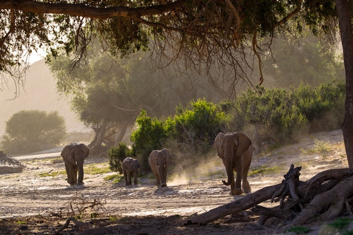 Serra Cafema is found on the banks of the Kunene River