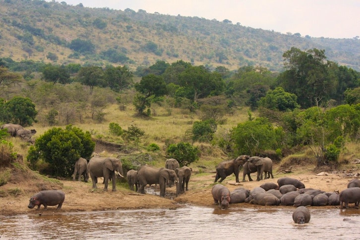 Watch the wildlife from the camp