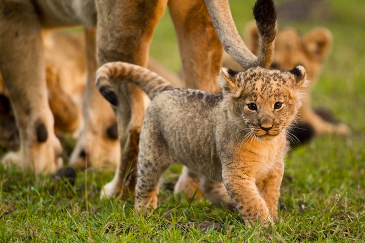 Safari across Mara North