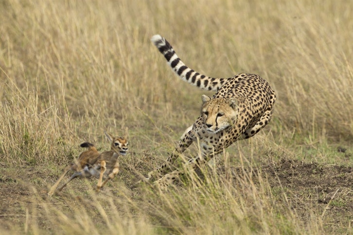 Kenya Safari & Mauritius Escape