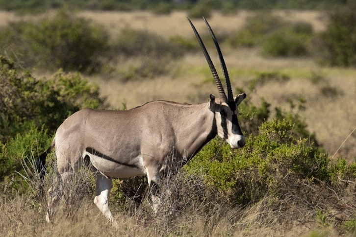 Beisa oryx; one of the 'Samburu Big Five'