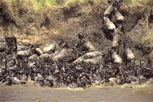 Kenya Great Migration Safari image 1