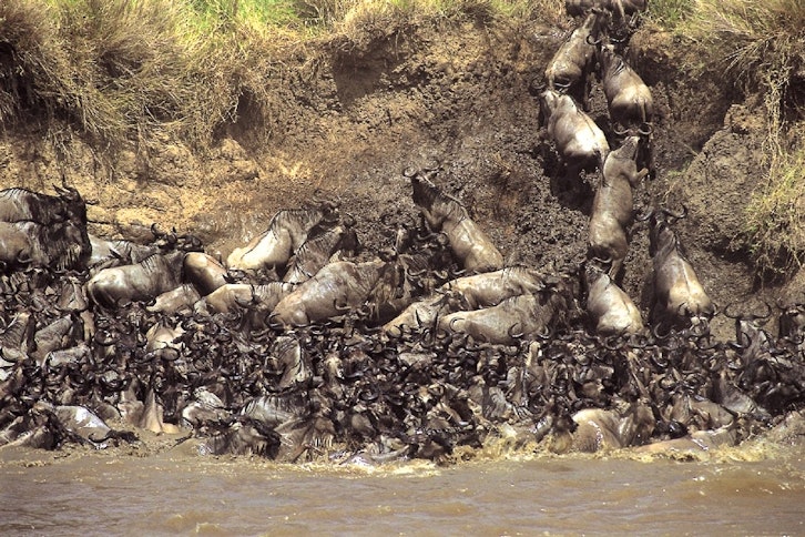 Kenya Great Migration Safari