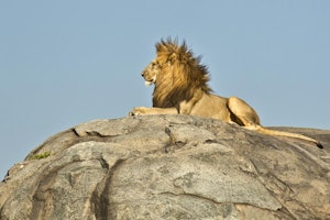 Ultimate Northern Tanzania & Mnemba Island image 1