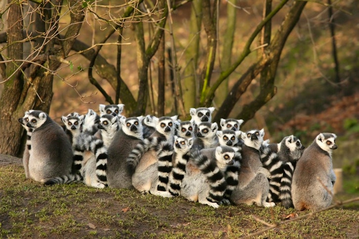 Madagascar Wildlife Discovery Tours 2026 & 2027