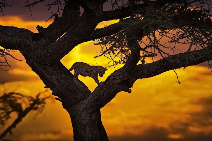 Cheetah in the Naboisho Conservancy