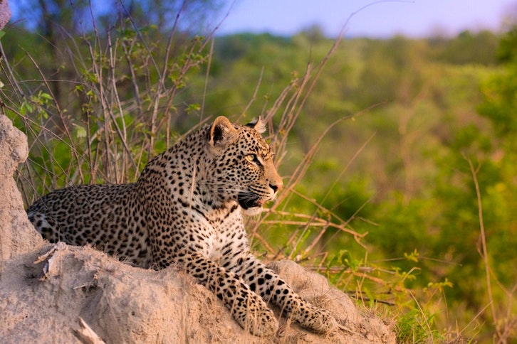 Sabi Sands Private Game Reserve