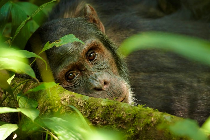Chimpanzees can be seen at Kibale Forest National Park and at Ngamba Island Chimpanzee Sanctuary