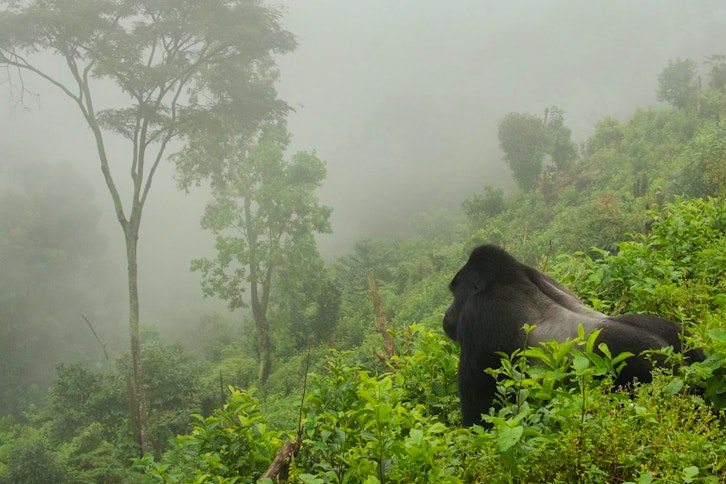 Female gorillas in the Sabyinyo family group
