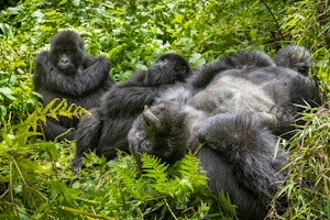 Rwanda - Primates, Nature & Landscapes image 1