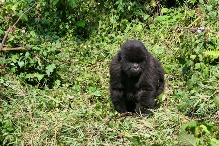 Baby Mountain gorilla