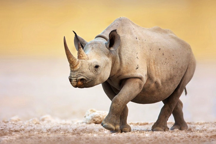Rhino