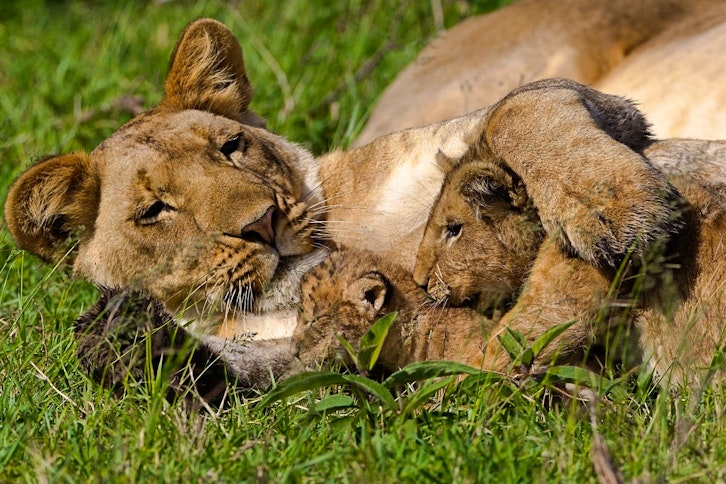 Selous Safari and Pemba Island Escape