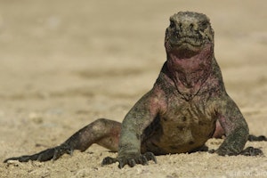 Simply Galapagos image 1