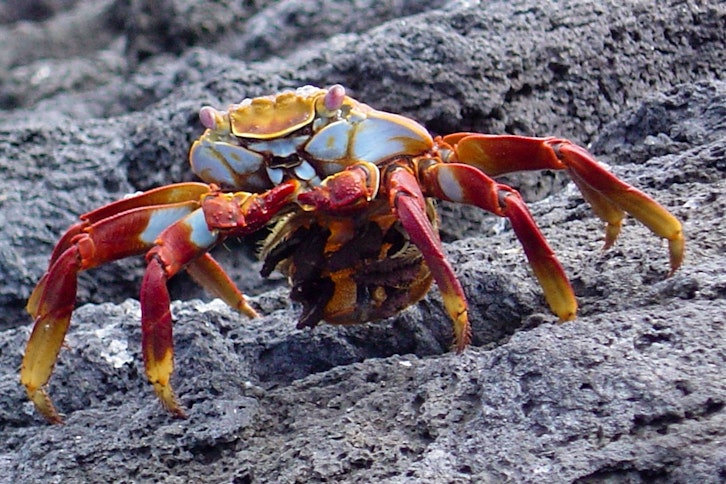Sally Lightfoot crab