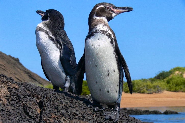 Galapagos penguins