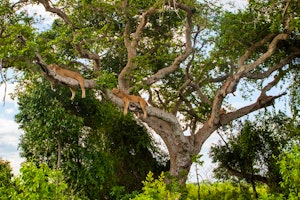 Simply Uganda Gorillas and Game