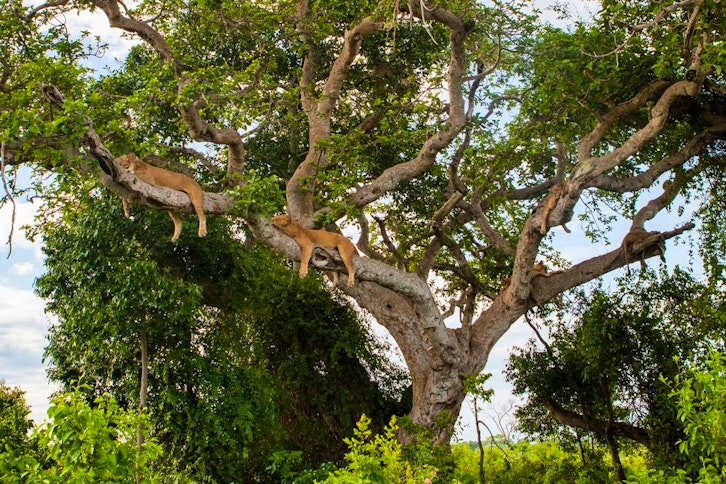 Simply Uganda Gorillas and Game