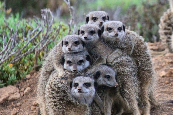 A huddle of Meerkats 