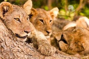 South Luangwa Safari image 1