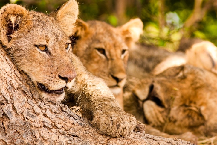 South Luangwa Safari
