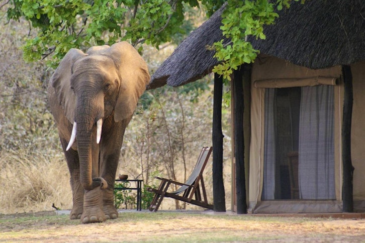 Elephant in Camp Mchenja