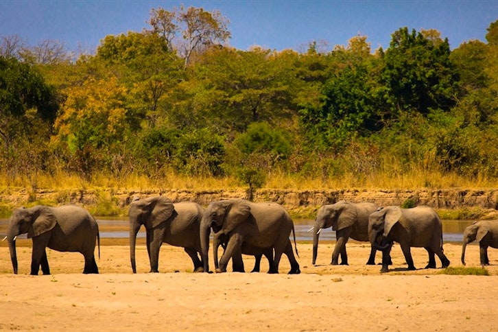 South Luangwa National Park