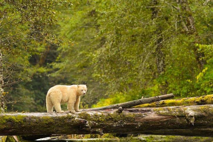 Spirit Bears of British Columbia