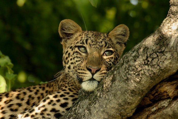 The elusive Leopard are abundant in the Selous 